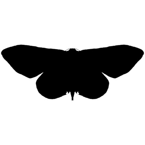 蛾子|鳞翅目 Lepidoptera – IISDW